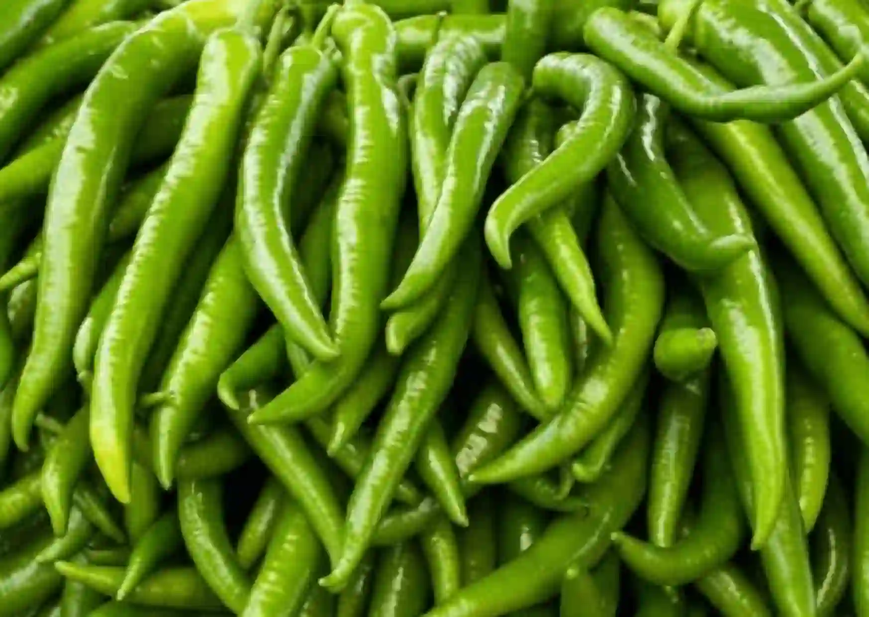 Chilli  of न खराब होगी न लाल होगी हरी मिर्च,लंबे समय तक स्टोर करें